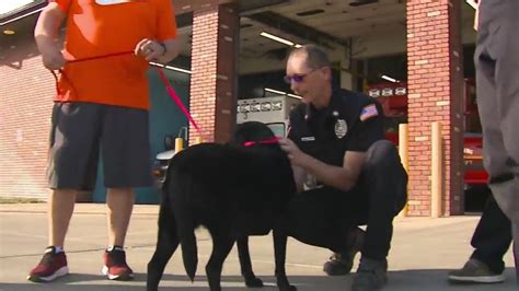 Sterling firefighters save dogs' lives