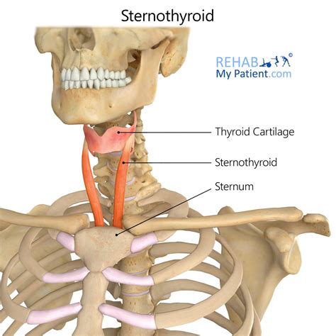 Sternothyroid Definition anatomy and function