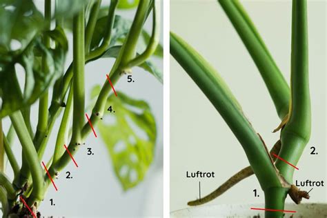 Stickling monstera luftrot