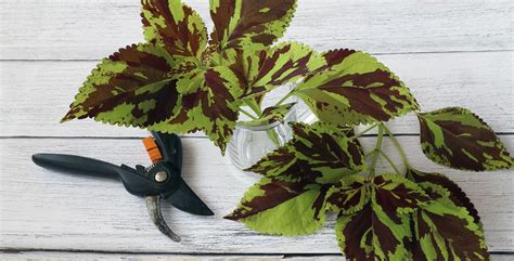 Sticklingar palettblad