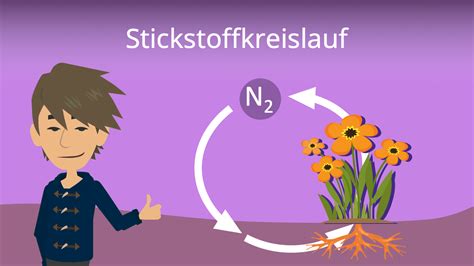 Stickstoffkreislauf einfach erklärt - Stoffkreisläufe 1 - YouTube