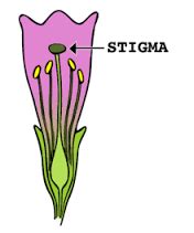 Stigma is sticky Biology Questions - Toppr