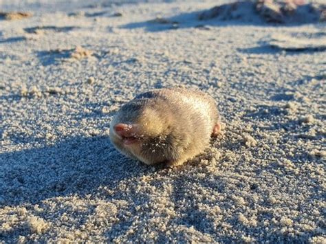 Still alive! Golden mole not seen for 80 years and presumed extinct is found again in South Africa