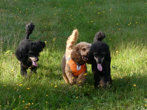 Stimulera hund mentalt