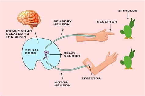 Stimulus Science Examples