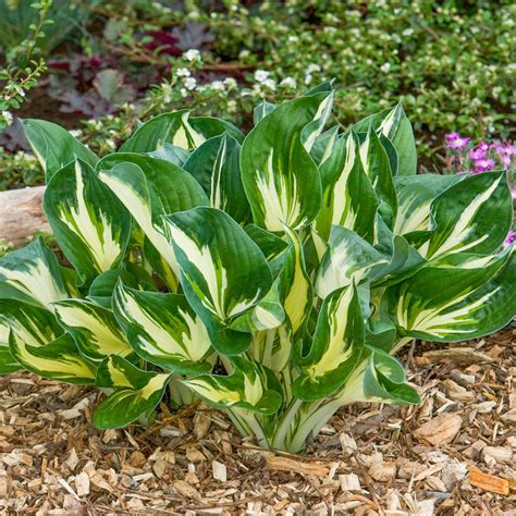 Sting Hosta, Hosta