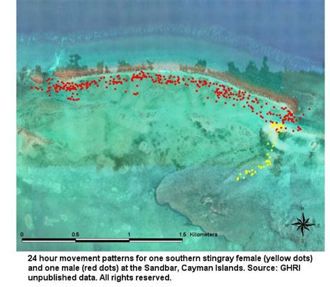 Stingray Conservation and Ecology Research Guy Harvey Research …