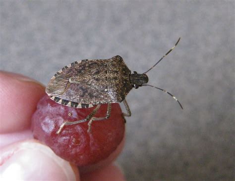 Stink Bugs and Similar-Appearing Insects in Iowa