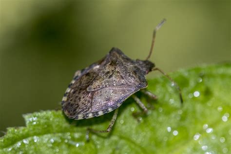 Stink bug mn. What they look like: This stink bug usually has a bright green body and red or black eyes. “Small black dots can be found along the sides of the abdomen,” Ramsey says, noting that the wings ... 