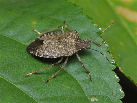 Stink bug washington. The green stink bug is one of many species of stink bugs. Like others in their family, they emit a foul odor when they are harassed or crushed. Also like other stinkbugs, the folded wings form an X pattern on the back. … 