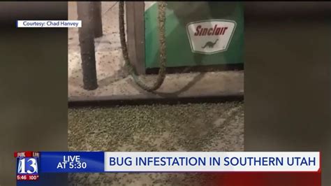 Stink bugs swarm St. George - KSTU