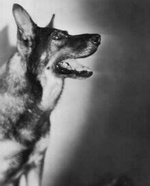 Sto let Warner Bros. Rin Tin Tin málem oscarový - PressReader