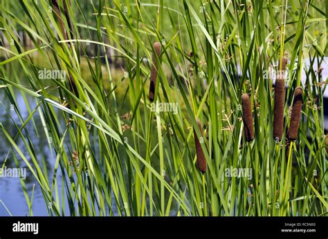 Stock reed. Things To Know About Stock reed. 