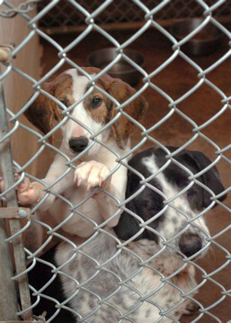 Stokes county animal shelter. The Animal Shelter cannot take calls about animal cruelty or stray animals needing to be picked up. ... Brittany Flynn Director. Rockingham County Animal Shelter 250 Cherokee Camp Road Reidsville, NC 27320 room Get Directions. Phone: 336-394-0075. Fax: 336-394-0077. Send Email. Hours. Monday through Friday: 9 a.m. to 4 … 