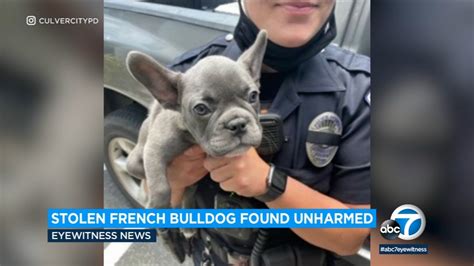 Stolen Bulldog Puppy Found
