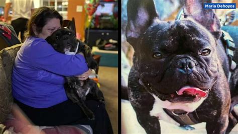 Stolen French bulldog found; 3 arrested by San Jose PD