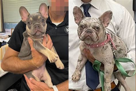 Stolen French bulldog found, 3 arrested by San Jose PD