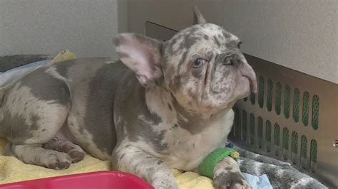 Stolen bulldogs lead to shocking discovery: A drug trafficking ring