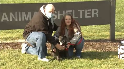 Stolen dog reunited with family after 6 years thanks to microchip