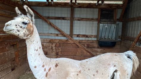 Stolen llama found dead in Larimer County