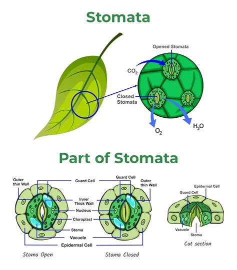 Stomate Definition, Function, Description, Structure,