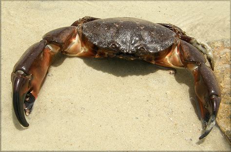 Stone Crab: Menippe mercenaria or Menippe adina FWC