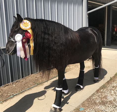 Stonecreek Bella, Black Fell Pony Mare, Stonecreek Bella …