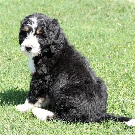Available- Meet Gandalf! Born 3/21. He is an f1b sheepadoodle that is looking for his forever home! Fun facts about him: 1- He has a better beard than Gandalf the grey! 2- He will be around 45-55.... 