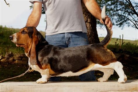 Get on the Basset Bus! We are planning a delivery swing through th