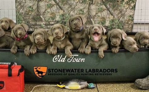 Stonewater labradors raleigh nc. Things To Know About Stonewater labradors raleigh nc. 