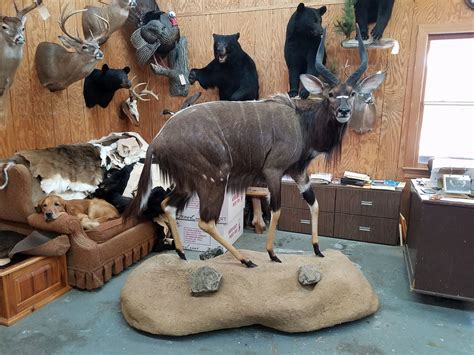 Special-T Taxidermy, Columbia City, Indiana. 306 likes · 2 were here. Specializing in deer,waterfowl,upland game,mammals,fish and many more wildlife animals. Been providi.