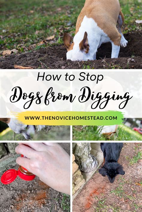 Stop Dog Digging Holes in Yard - Dogs Digging - Country Living