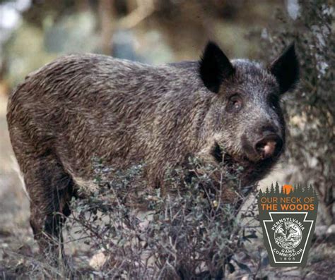 Stop Feral Swine - Pennsylvania Game Commission