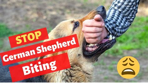 Stop German Shepherd Puppy Biting