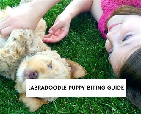 Stop Labradoodle Puppy Biting