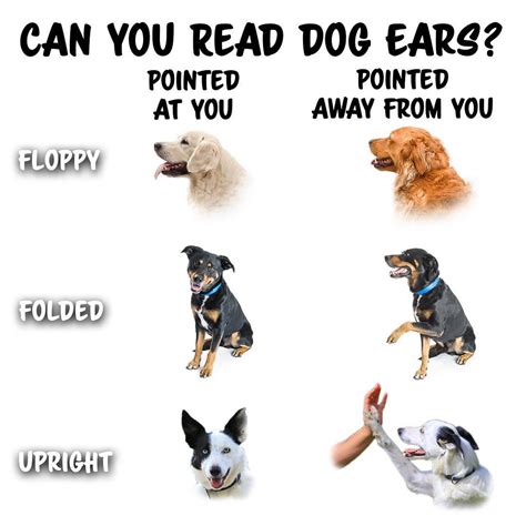 Stop reading your dog a book 📕 Do you need help getting your dog …