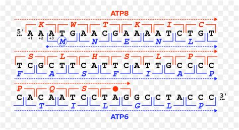 Stopcodon - Wikipedia