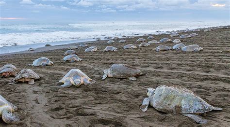 Stopping Turtle Poachers Biology Article for Students Scholastic ...