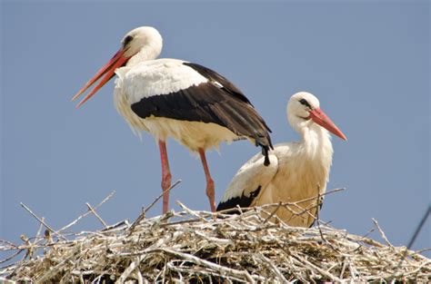 Storch. Things To Know About Storch. 