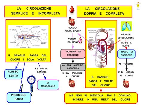 Storia della scoverta della circolazione del sangue. - 1998 mercedes slk230 service repair manual 9.