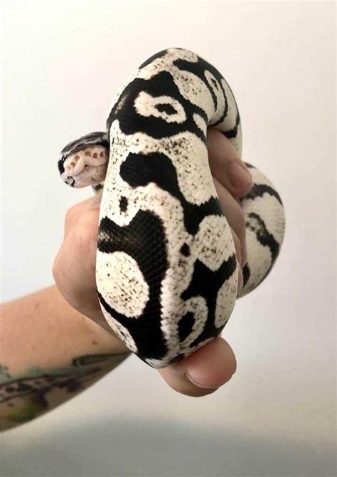 Regular Vs. Morph Ball Python Costs In short, ball python morphs are significantly more expensive than standard ball pythons. Back in the early 1990s, ball pythons used to all be the same and sell for around $10-$20. However, the popularization of morphs has definitely changed the way that society views and values ball pythons.. 