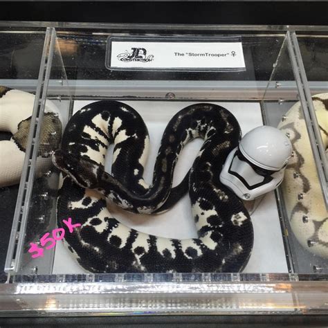 Stormtrooper ball python. Axanthic Ball Pythons are a color morph of the Ball Python. Axanthism is a recessive color mutation that reduces the number of yellow pigment-producing cells in a snake. Pure Axanthic snakes look very similar to a common Ball Python but are just black, white and gray. The first axanthic morph was bred in 1997. 