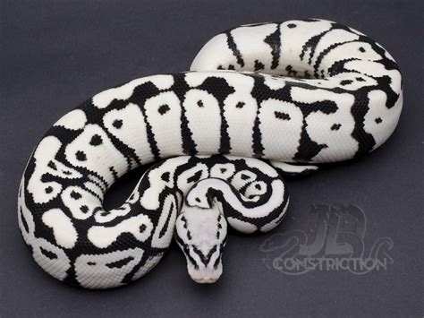 Ball python hatchlings for sale are approximately 9-10 in