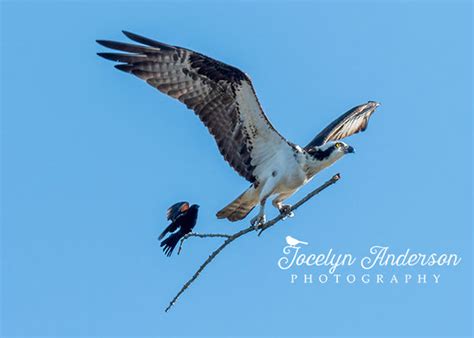 Story Behind the Osprey with Red-winged …