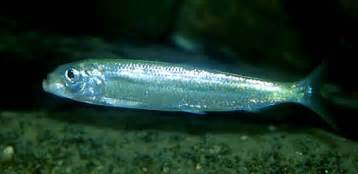 Strömming wikipedia