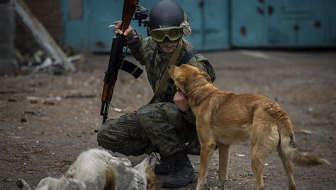 Straßenhunde ukraine