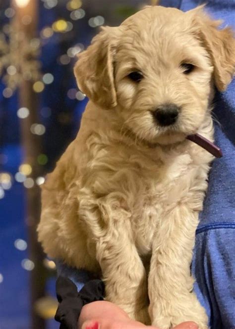 Straight Haired Goldendoodle Puppy