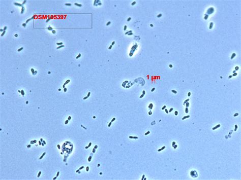 Strain HB182678 (=KCTC 82318 =MCCC 1K04624) : Microbial …