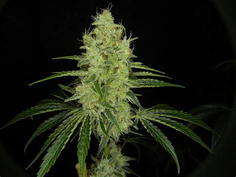 Strain Report - TGA Seeds - Jesus OG Kush by Sub