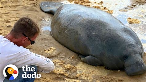 Stranded manatee rescued from Daytona-area beach